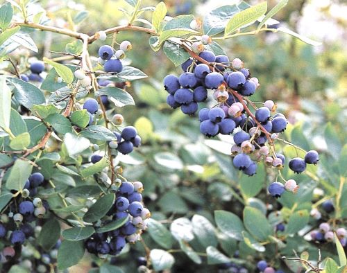 楽天市場】【ポイント20倍！】ブルーベリー フクベリー(PVP) さし木4号