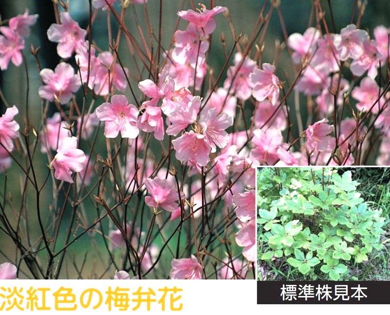 楽天市場】【 蕾なし 】 アカヤシオ （アカギツツジ） 12cmポット 1株