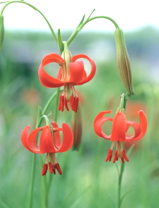 カルペディエムとクチュールローズチリア | フクベリオンの薔薇