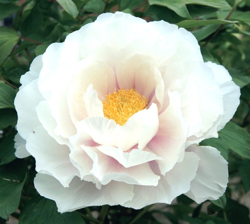 ⭐牡丹・村松の雪 ⭐ 牡丹｢村松の雪｣ 咲きました💗真っ白「うちの花達」のアルバム