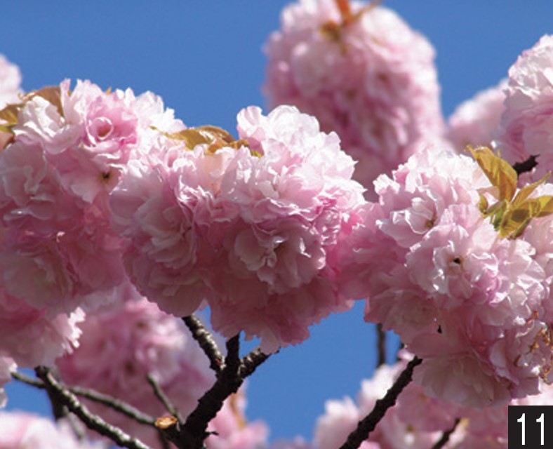 楽天市場】サクラ 鵯桜（ひよどりざくら） 接木苗 1本 : e-フラワー