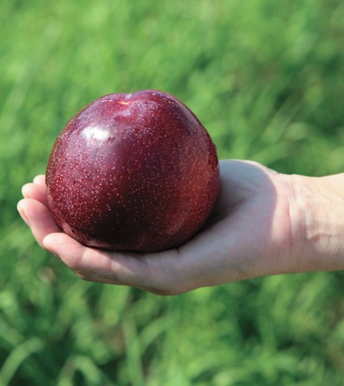 ✳バイオチェリー✳かなりレア物✳、プラム ネスレー２点セット ✳バイオチェリー✳かなりレア物✳、プラム ネスレー2点セット