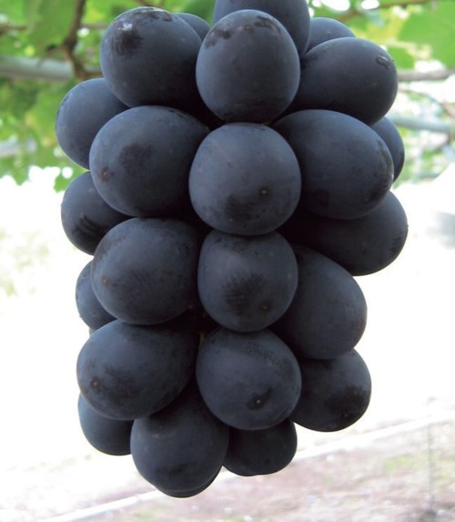 BKシードレスぶどえPVP苗木 楽天市場】ブドウ BKシードレス（PVP） 接木苗 1本 : e-フラワー