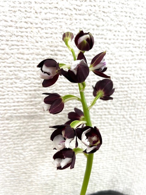 ナツエビネ（夏エビネ）、３株、３芽付き、開花見込み株⑧！ ナツエビネ(夏エビネ) 3.5号苗（g01） : 千草園芸