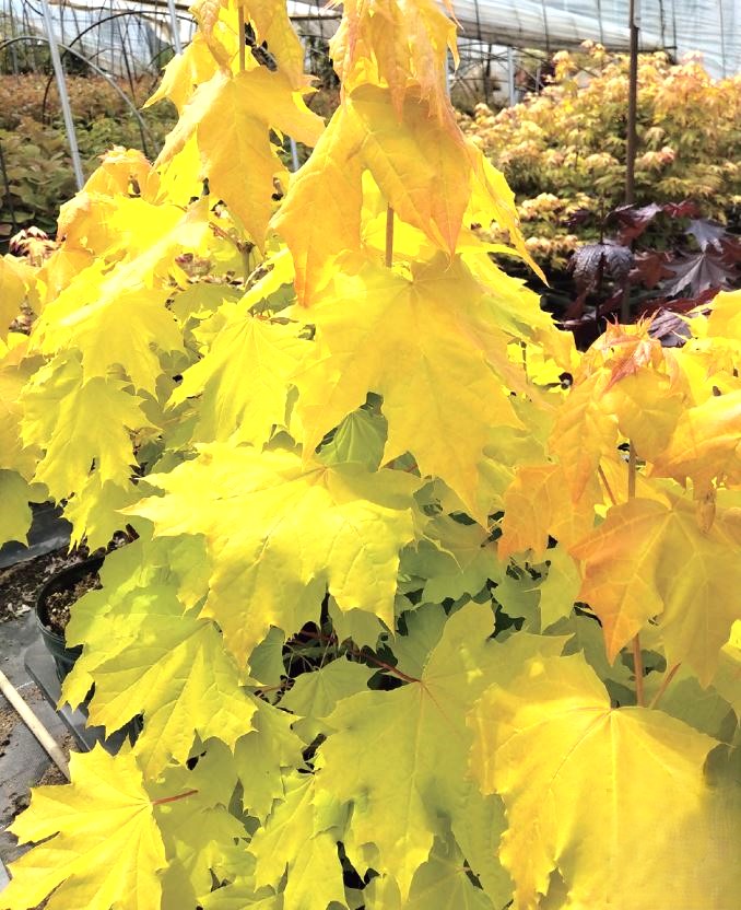 Lily　ライラック　カルベティエム　１苗♪ imgrc0131624010.jpg