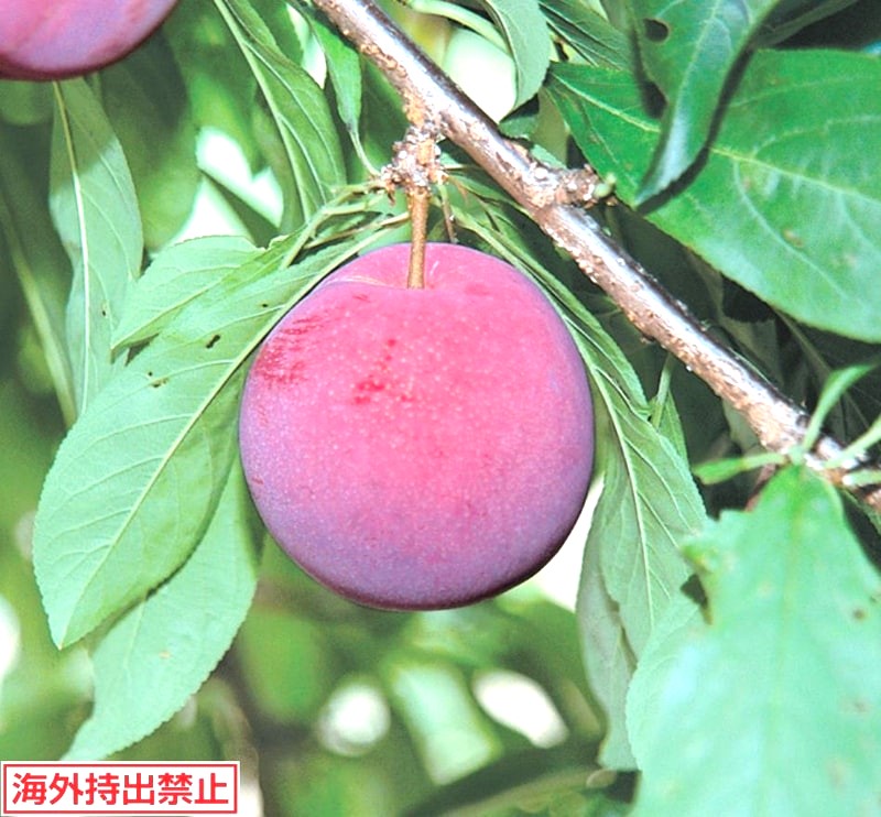 楽天市場】プラム バイオチェリー受粉樹苗 6号苗 （d04） : 千草園芸