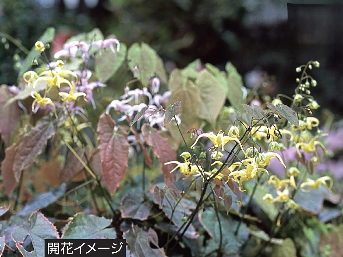 山野草、黄花系素心クマガイソウ花芽１と葉芽１ 山野草、黄花系素心クマガイソウ花芽1と葉芽1