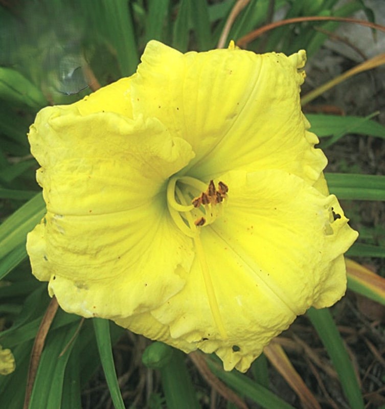 楽天市場】【選べる6品種】ヘメロカリス 5号苗（k2） : 千草園芸