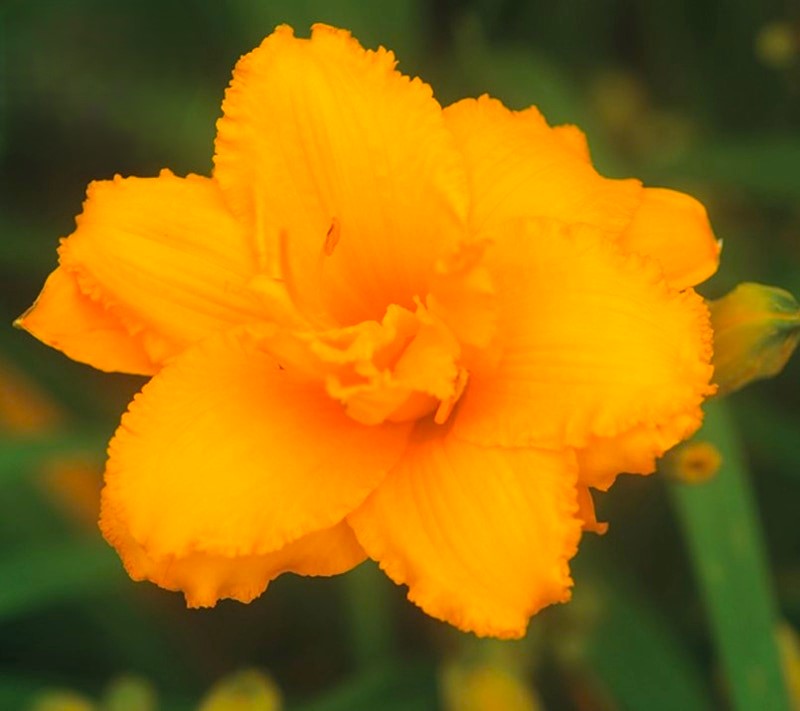 楽天市場】【ヘメロカリス属】珍しいヘメロカリス各種 4.5号ポット