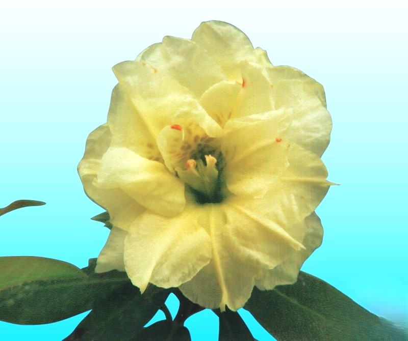 希少　花付き！キーツマンゴー特大苗木 希少 花付き！キーツマンゴー特大苗木 希少 花付き！キーツマンゴー