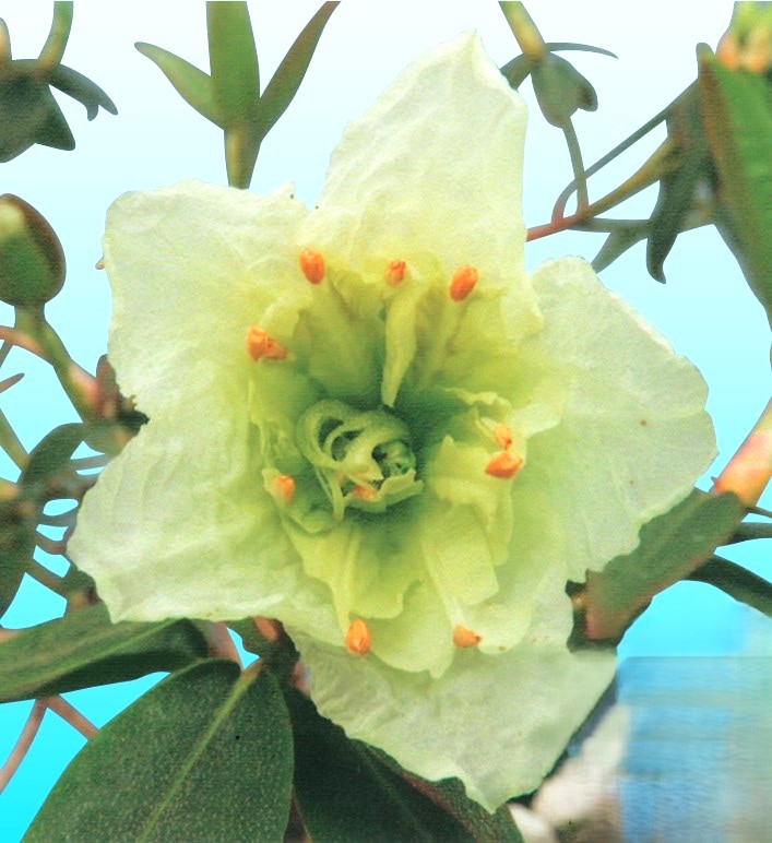 楽天市場】香り八重咲きバイカウツギ ミネソタスノーフレーク 6号 苗木