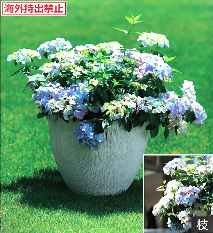 楽天市場】ライラック カルペディエム 接木2年生 1本 : e-フラワー