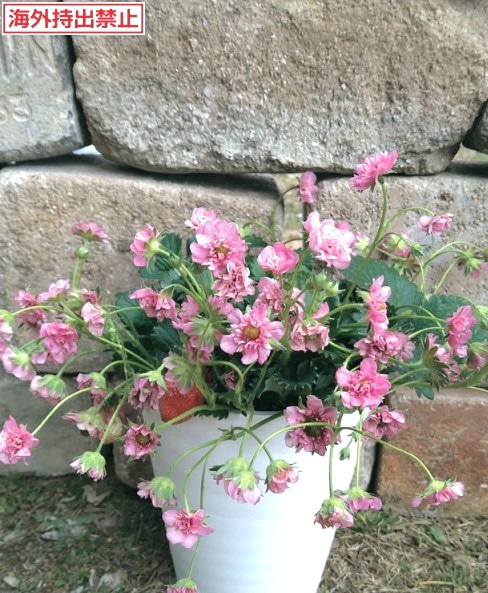 楽天市場】ライラック カルペディエム 接木2年生 1本 : e-フラワー