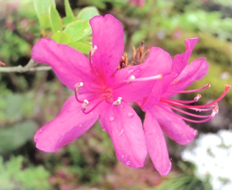 楽天市場】【現品】エゾムラサキツツジ（蝦夷紫） 苗木 樹高1.3m K923