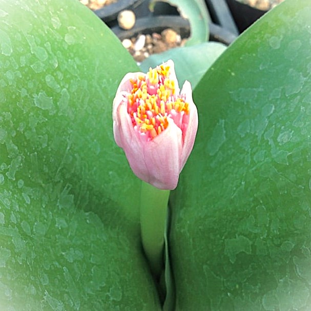 マユハケオモトピンク 楽天市場】【送料無料】マユハケオモト ピンク A : 片岡笑幸園