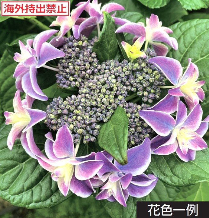 あじさい八丈千鳥AS-01(蕾付き株　小サイズ) 八丈千鳥（ハチジョウチドリ）PVP 5寸鉢植え ：紫陽花 ＊樹形