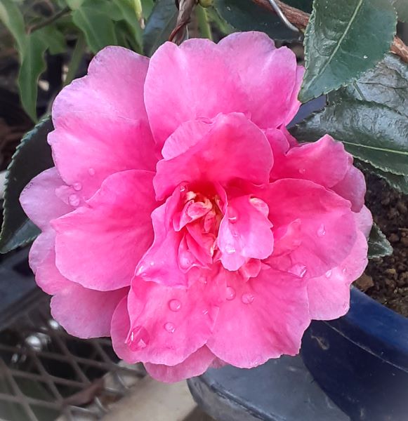 楽天市場】「花ナシ」サンタンカ チャームピンク 4号苗(h5