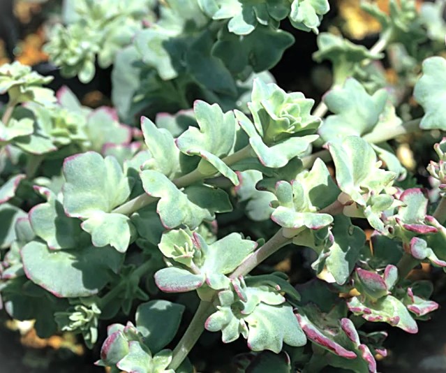 楽天市場】ミセバヤ[寒霞渓獅子] フギレ(深裂)葉 小上苗・珍品