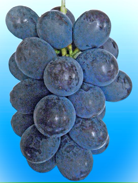 楽天市場】種なしブドウ BKシードレス 苗木 6号(k11) : 千草園芸