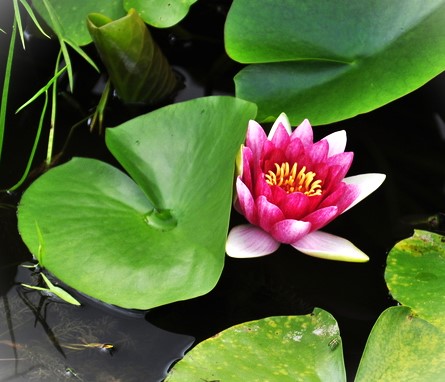 楽天市場】スイレン(睡蓮) ピンク 10号ポット苗 : 千草園芸