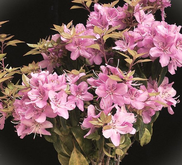 楽天市場】バイカツツジ 0.6m 10.5cmポット 苗 : トオヤマグリーン