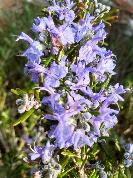 なつき プレジデント グレイビー カルペディエム♪ 楽天市場】ライラック カルペディエム 接木2年生 1本 : e-フラワー