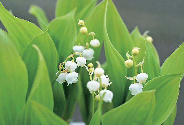 楽天市場】(100株)日本スズラン 素掘り苗100株 卸売り/山野草/鈴蘭