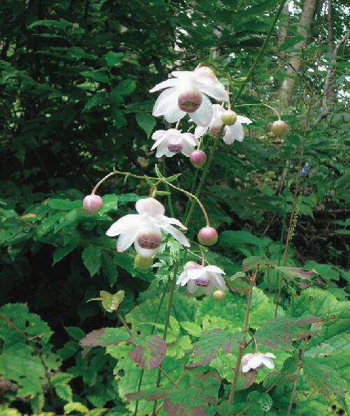 Lily　ライラック　カルベティエム　１苗♪ 楽天市場】ライラック カルペディエム 接木2年生 1本 : e-フラワー