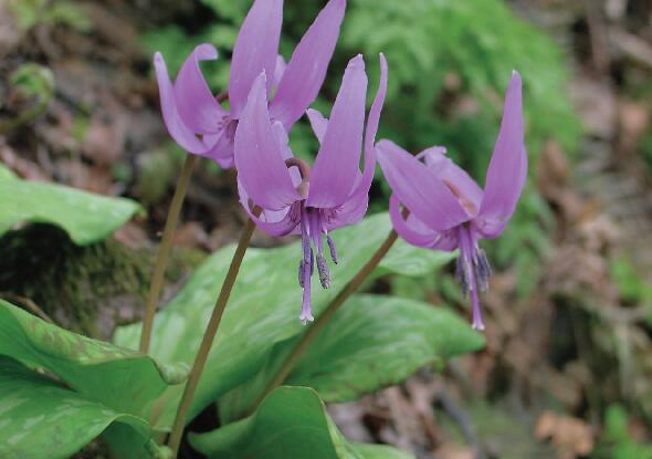 楽天市場】ライラック カルペディエム 接木2年生 1本 : e-フラワー