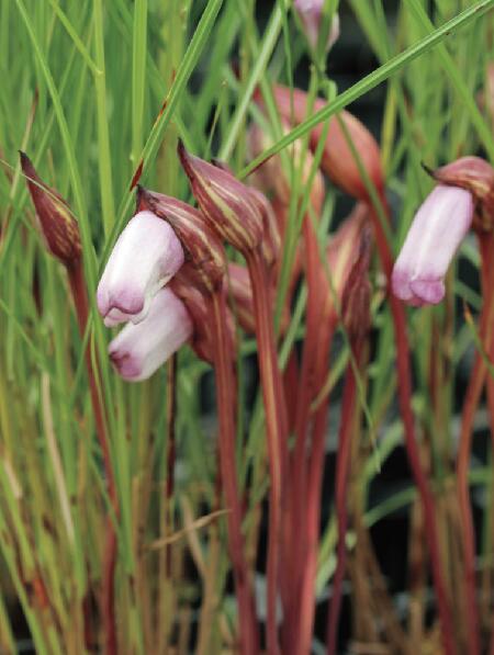 ヒンコ　フランス直輸入　ライラック　カルベティエム　1苗　3年生　大苗♪ 楽天市場】ライラック カルペディエム 接木2年生 1本 : e-フラワー