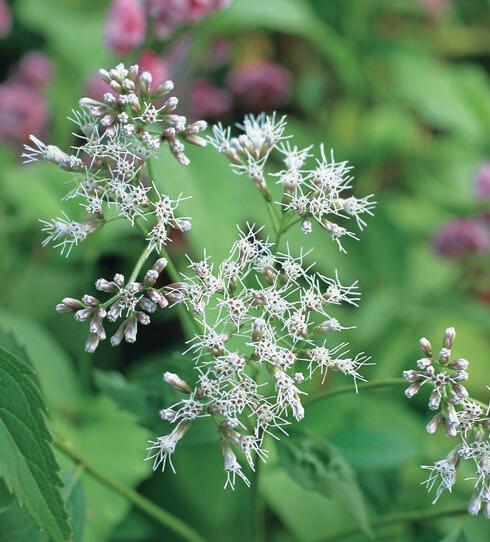 楽天市場】フジバカマ苗 赤花（桃花）4号苗(d01) : 千草園芸
