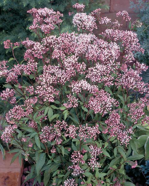 予約　専用　フジバカマ　５５０苗　白　赤 61xvhHtLkUL._UF350,350_QL50_.jpg