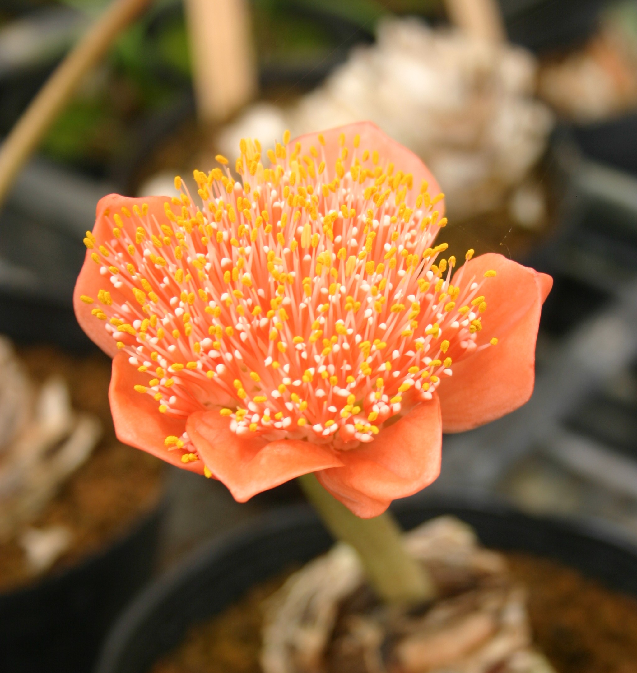 ハエマンサス　#33 楽天市場】球根植物：ハエマンサス アルビフロース