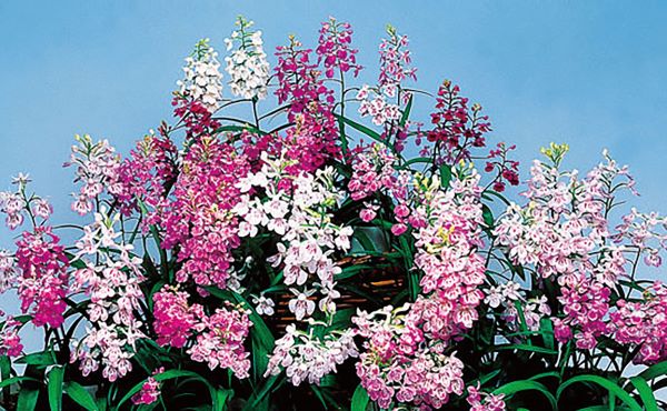 とし　球根 球根】ラナンキュラス 選べる♪6種類 | 橋本種苗園