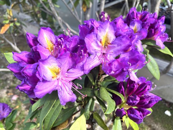 楽天市場】日本シャクナゲ 隠岐（オキ）5号鉢植え 苗木(c12) : 千草園芸