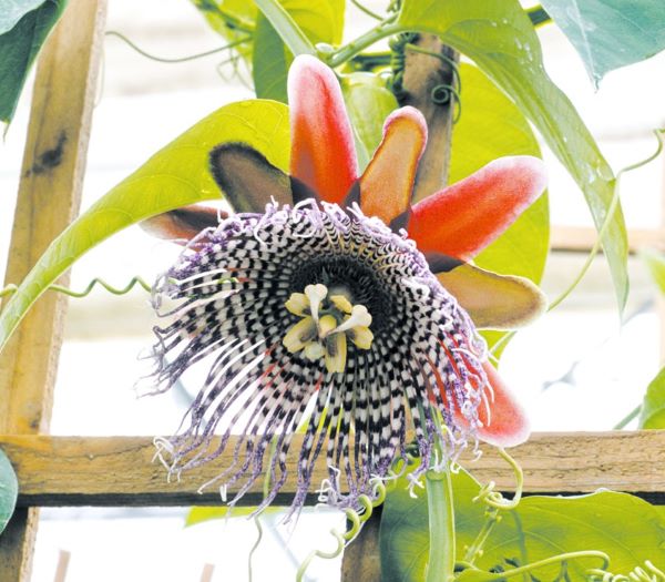 楽天市場】テキサス サバルヤシ 実生 ポット苗 : 苗木部 by 花ひろば