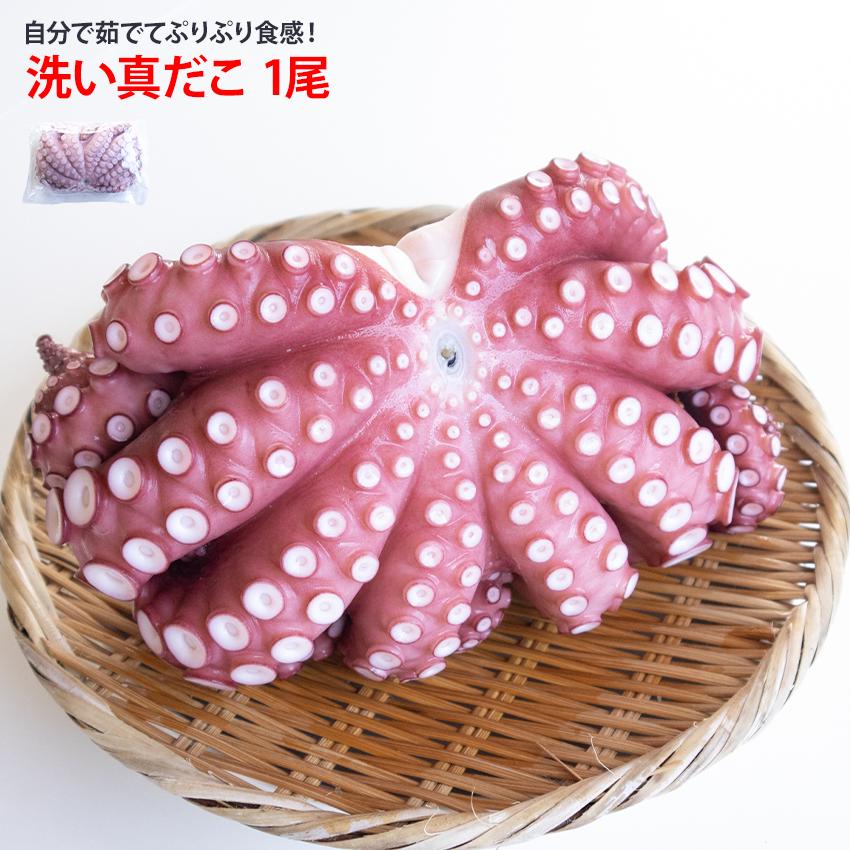 洗い真蛸 約900g 1尾 冷凍 マダコ 未加熱 生 真たこ 真ダコ まだこ 加熱用 カルパッチョ 煮ダコ 酢の物 海鮮丼 お得 業務用 1杯 1匹 茹で 新鮮 塩もみ済 モーリタニア産