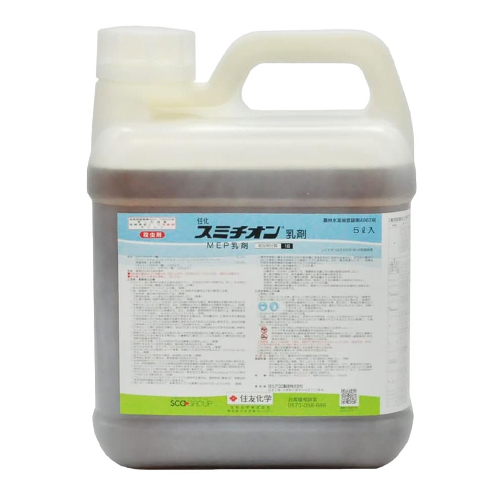 毎年完売の【完全無農薬】すみれ 抜き苗 Lサイズ イチオシの大容量！ 30株 毎年完売の【完全無農薬】 すみれ スミレ 抜き苗 写真のLサイズ