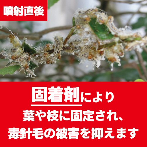 楽天市場 チャドクガ 駆除 防除剤 チャドクガ毒針毛固着剤 180ml 3本 毛虫 退治 飛散防止 北海道 沖縄 離島配送不可 快適クラブ 楽天市場店