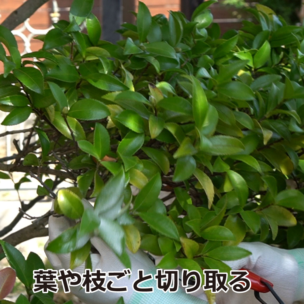 いいスタイル ケムシ チャドクガ駆除 防除剤 チャドクガ毒針毛固着剤 180ml 30本 ケース 毛虫 毒針 飛散 スプレー Pe03 Gr いいスタイル ケムシ チャドクガ駆除 防除剤 チャドクガ毒針毛固着剤 180ml 30本 ケース 毛虫 毒針 飛散 スプレー Pe03 Gr