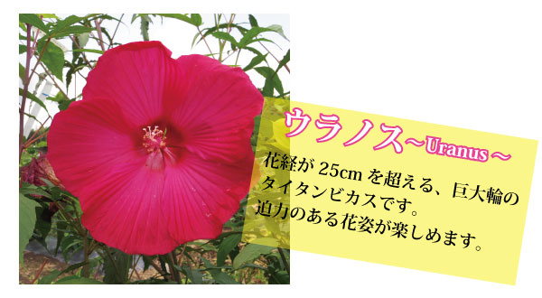大型宿根性ハイビスカス タイタンビカス 3 5号苗