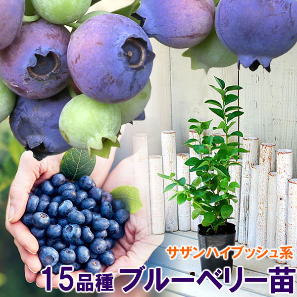 楽天市場】◇送料無料◇ ブルーベリー 苗木 【2品種選べる 簡単！ 丈夫