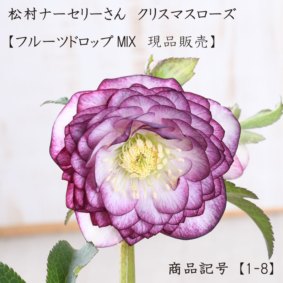 楽天市場】【決算特価セール！】 曽田園芸 冬牡丹 【現品販売