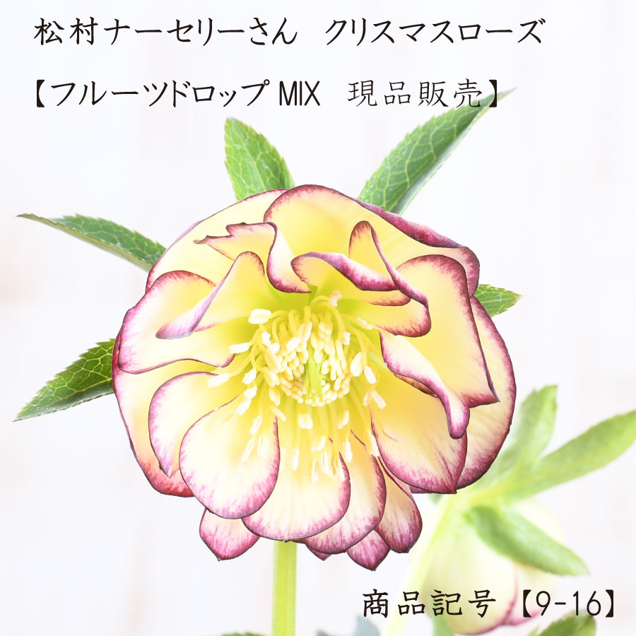 楽天市場】【決算特価セール！】 曽田園芸 冬牡丹 【現品販売