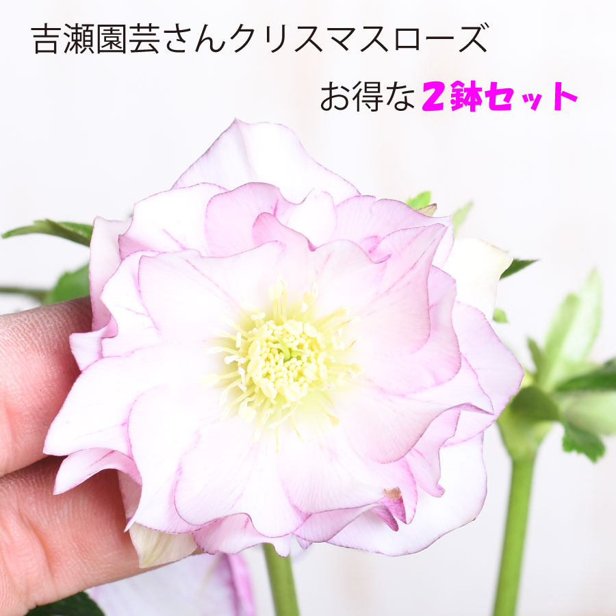 楽天市場】花鉢 八重咲き クリスマスローズ 6号1鉢 【お届け中