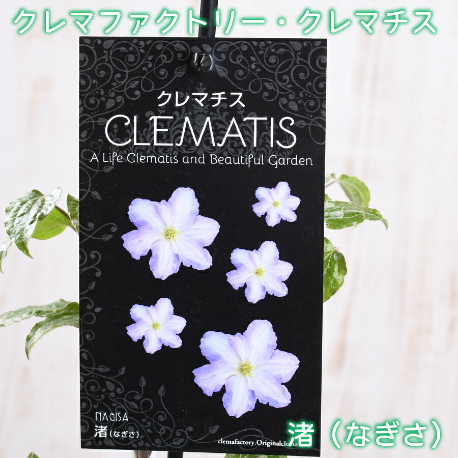 楽天市場】クレマファクトリー クレマチス 渚（なぎさ） 【3月27日20時