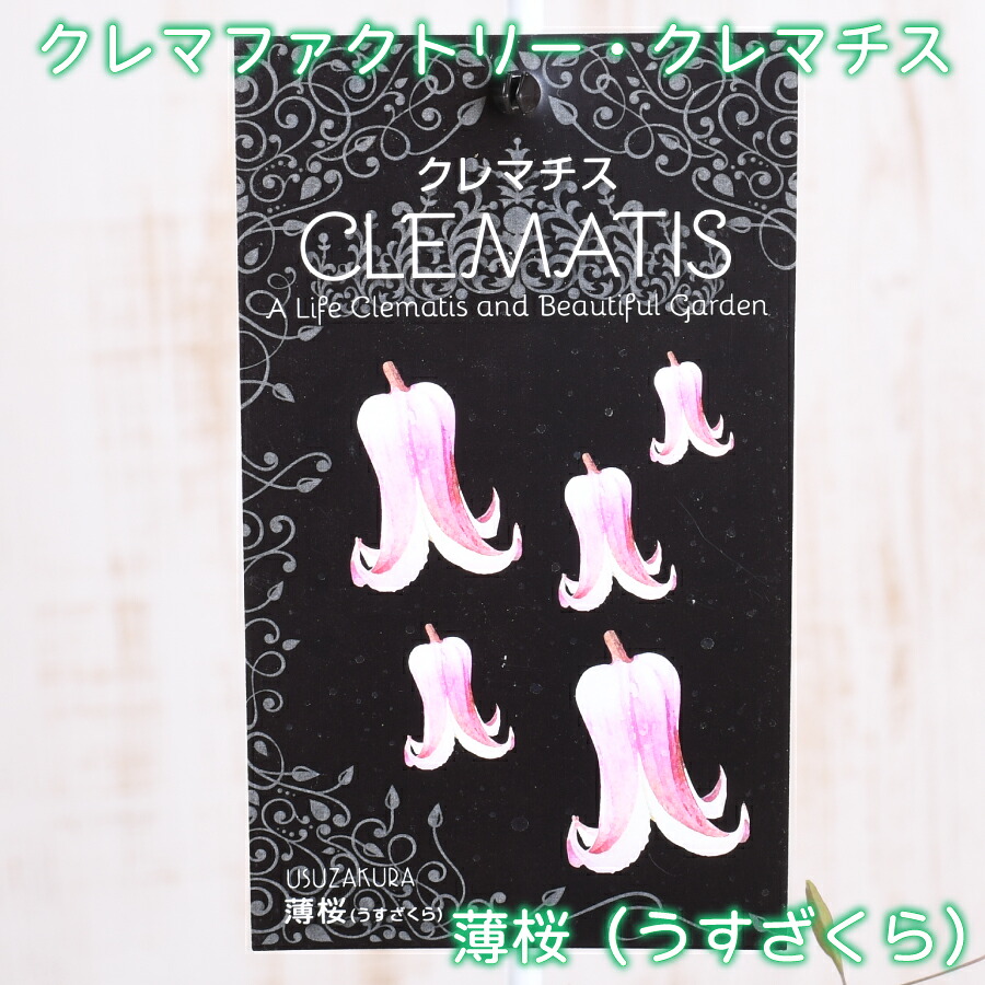 楽天市場】クレマファクトリー クレマチス 薄桜（うすざくら） 【3月27