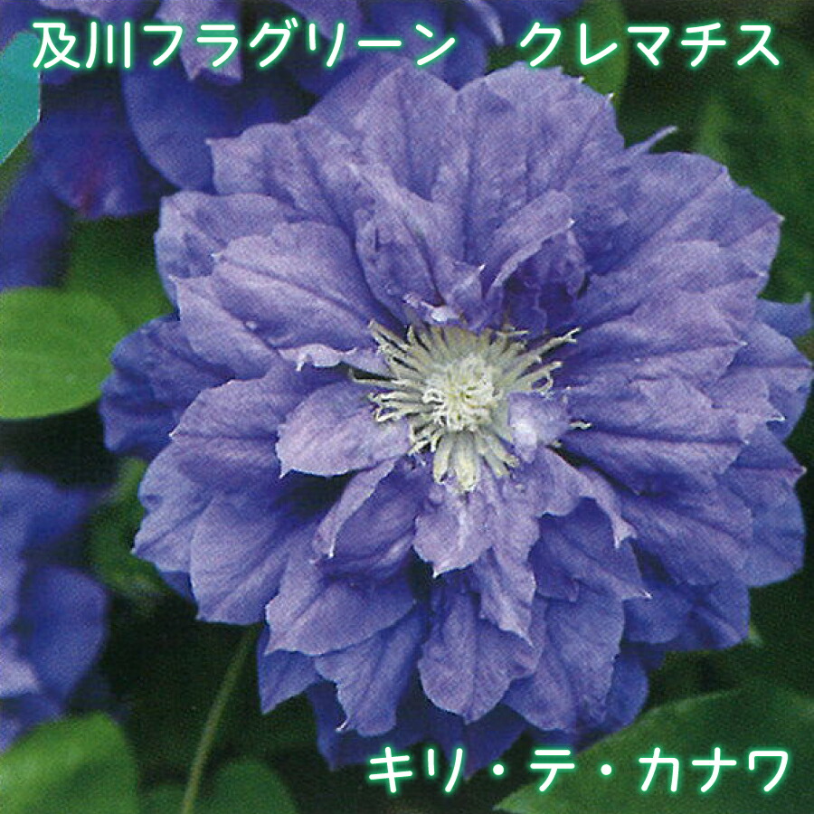 楽天市場】キングフィッシャーデージー 【予約品2月上中旬発送】 3号