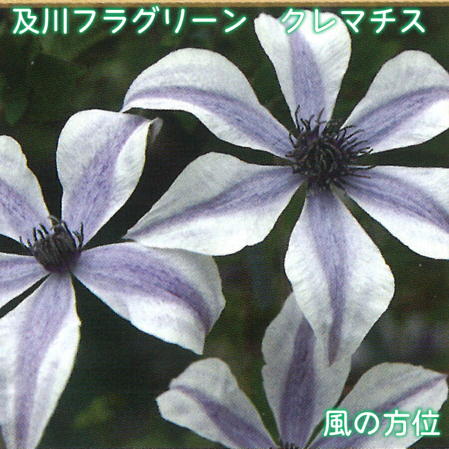 楽天市場】及川フラグリーン クレマチス 風の方位 【3月27日20時より