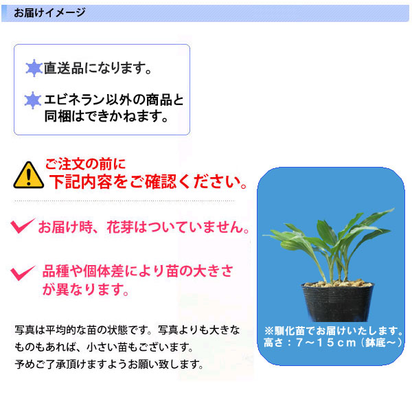 楽天市場 エビネ蘭 馴化苗 ４本入り 交配親 大聖堂 花粉親 雅 ２１ Fleur Town 吉本花城園